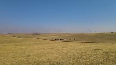 4k航拍新疆草原上奔腾的马群和悠闲的牛群视频的预览图